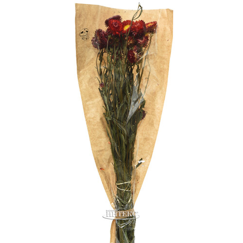 Сухоцветы для букетов Гелихризум 50 см красный Kaemingk
