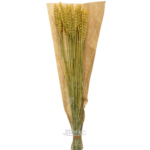 Сухоцветы для букетов Пшеница 50 см желтая Kaemingk