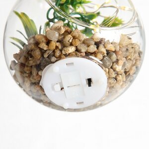 Декоративный подвесной светильник - флорариум с суккулентами Адромискус и Крассула 12 см, IP20 Boltze фото 4