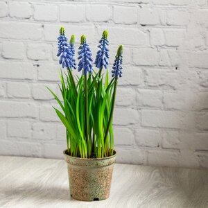 Искусственный цветок в горшке Мускари Blue (Edelman, Нидерланды). Артикул: ID65546