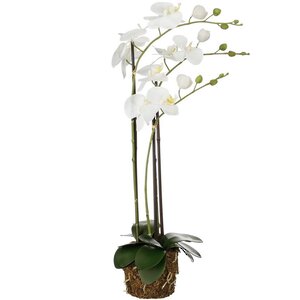 Искусственная орхидея Фаленопсис 76 см, без кашпо (Edelman, Нидерланды). Артикул: 1150713
