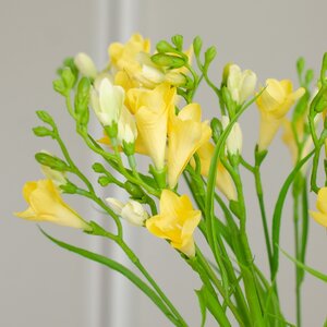 Искуcственный цветок Фрезия - Armstrongi 65 см EDG фото 3