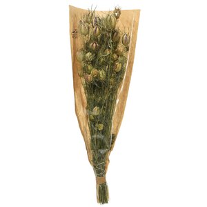 Сухоцветы для флористики Нигелла 50 см зеленая (Kaemingk, Нидерланды). Артикул: ID57713