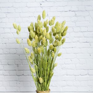 Сухоцветы для флористики Фаларис 50 см зеленый Kaemingk фото 1