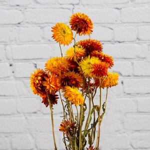 Сухоцветы для букетов Гелихризум 50 см оранжевый (Kaemingk, Нидерланды). Артикул: ID57716