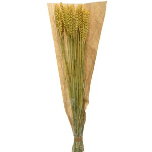 Сухоцветы для букетов Пшеница 50 см желтая Kaemingk фото 1