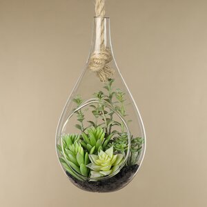 Декоративный подвесной флорариум Morrigan: Гастерия 24 см (Kaemingk, Нидерланды). Артикул: ID72509