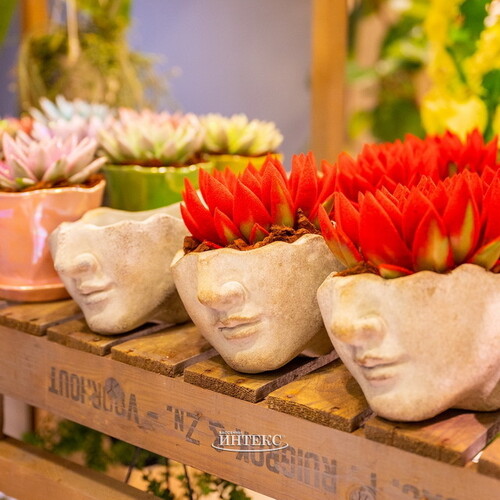 Кашпо для цветов Голова Прима 21 см EDG