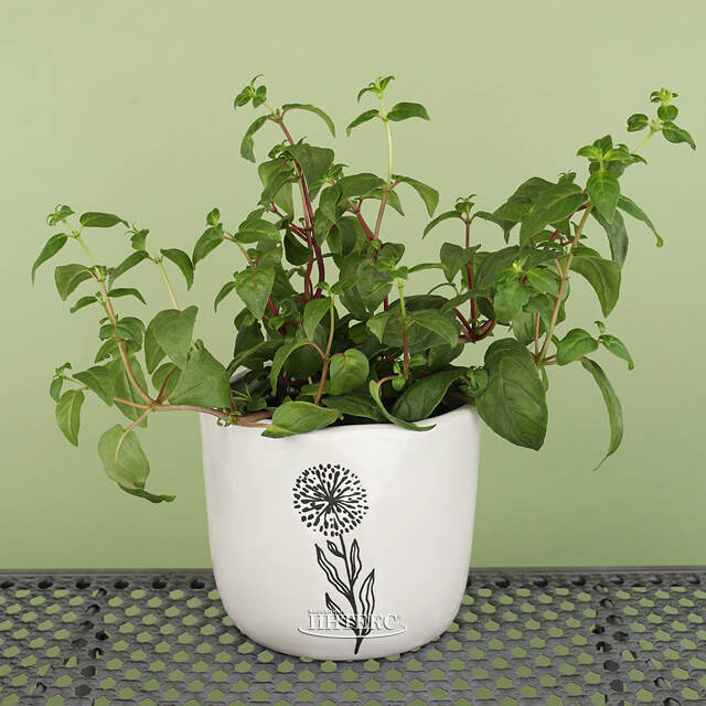 Декоративное кашпо Одуванчик 15 см, фарфор Koopman