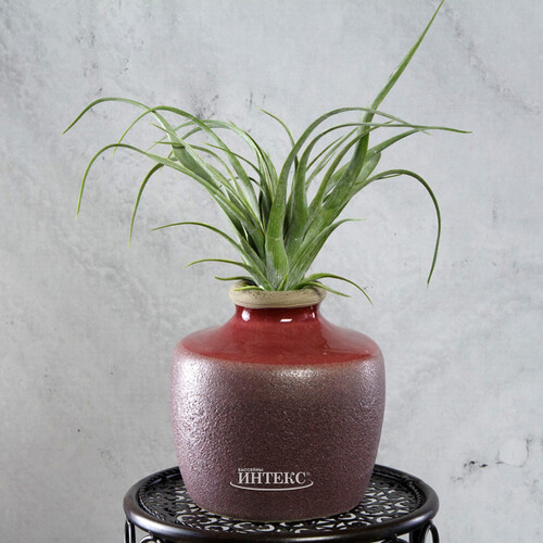 Керамическая ваза Леди Винтер 14 см Edelman