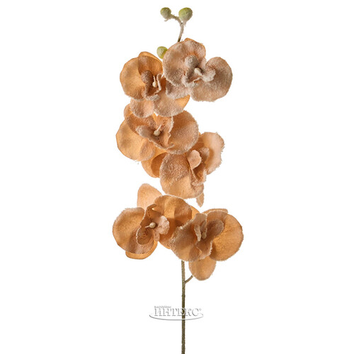 Ветка Цветущая Орхидея заснеженная кремовая 75 см Edelman