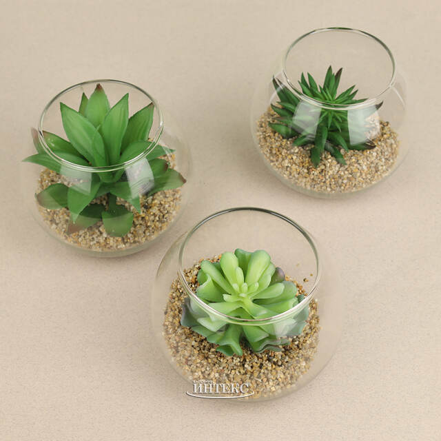 Искусственный флорариум Крассула Сансет 12 см Edelman (Эдельман)