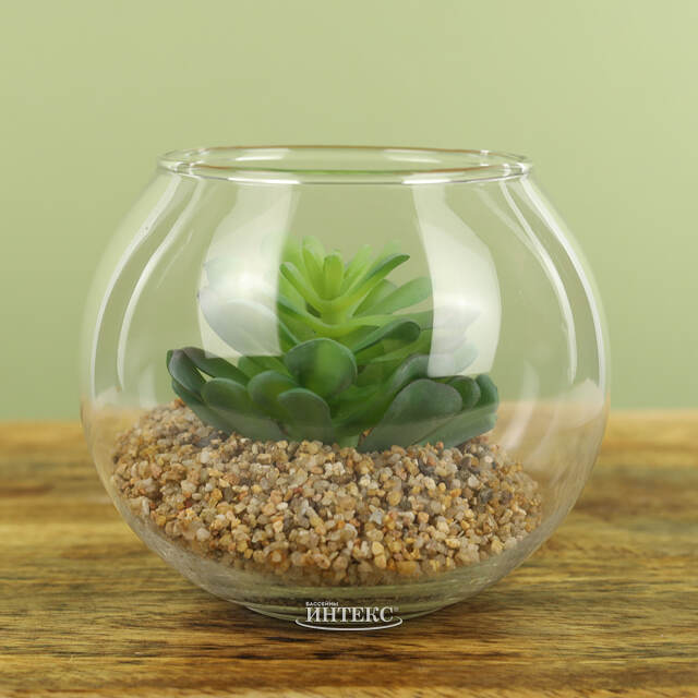 Искусственный флорариум Крассула Сансет 12 см Edelman (Эдельман)