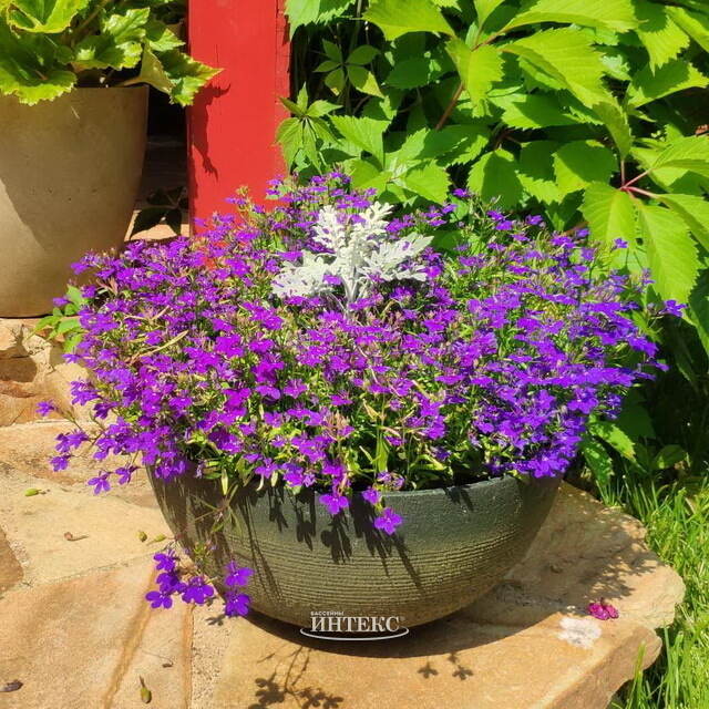 Декоративное кашпо Буджардини 25*12 см, пластик Edelman