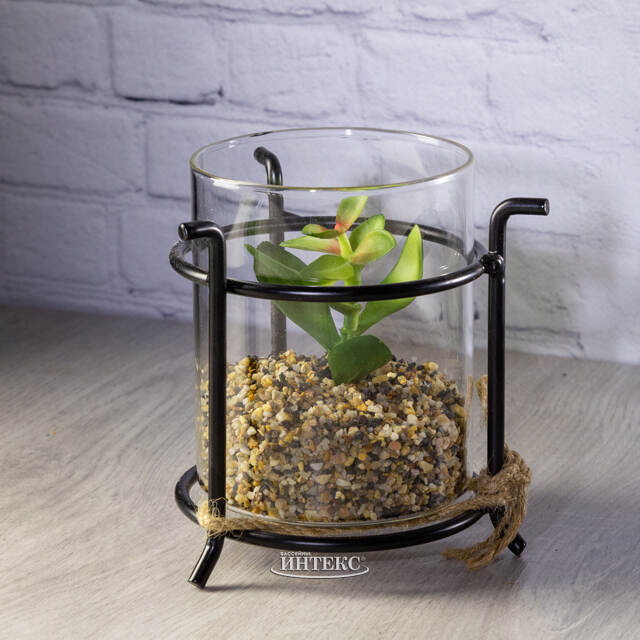 Искусственный флорариум Аптения 11 см Edelman (Эдельман)