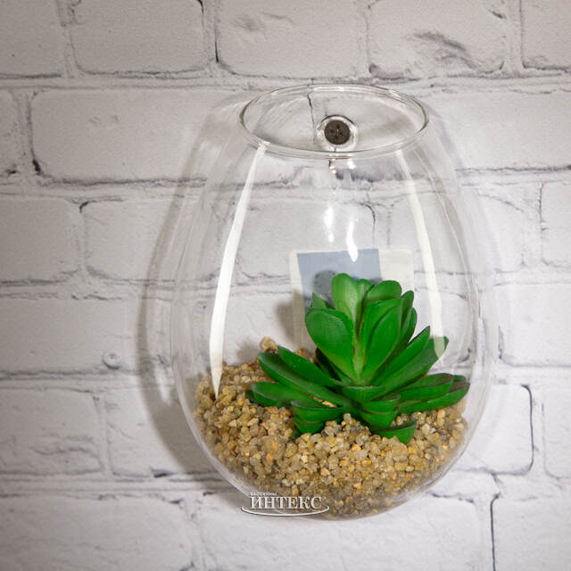 Настенный искусственный флорариум Эхеверия Лау 12*11 см Edelman