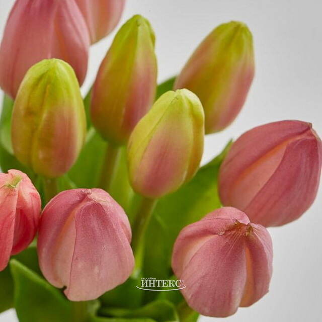 Силиконовые тюльпаны Hidalgo 9 шт, 29 см розовые EDG