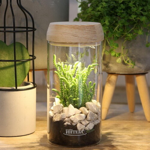 Стеклянная ваза для флорариума и композиций Lokrum 18 см с подсветкой, на батарейках Ideas4Seasons