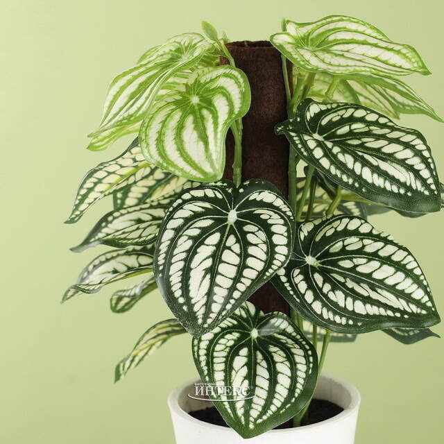 Искусственное растение в горшке Watermelon 25 см Koopman