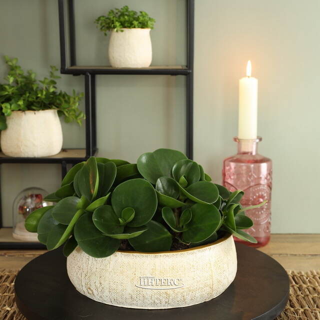 Керамическое кашпо Пуэрто 24*8 см бежевое Ideas4Seasons