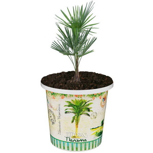 Набор для выращивания дерева Пальма Rostokvisa (Ростоквиса)