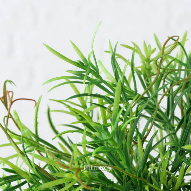 Искусственное растение в горшке Самшит 29 см черный Boltze (Больтце)