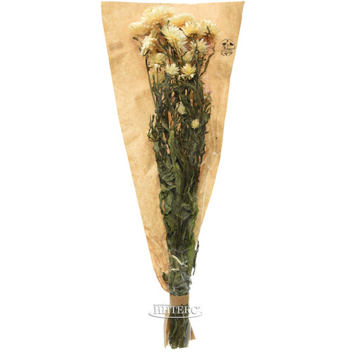 Сухоцветы для букетов Гелихризум 50 см белый Kaemingk