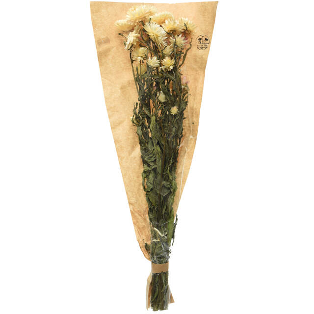 Сухоцветы для букетов Гелихризум 50 см белый Kaemingk (Кейминг)