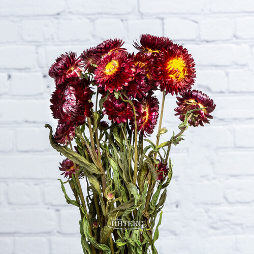 Сухоцветы для букетов Гелихризум 50 см красный Kaemingk
