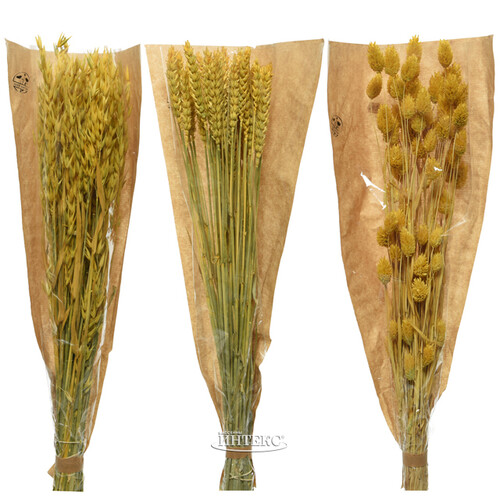 Сухоцветы для букетов Пшеница 50 см желтая Kaemingk