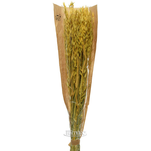 Сухоцветы для флористики Овес 50 см желтый Kaemingk