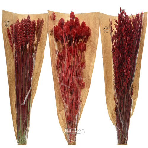 Сухоцветы для флористики Фаларис 50 см красный Kaemingk