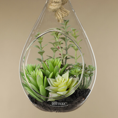Декоративный подвесной флорариум Morrigan: Гастерия 24 см Kaemingk