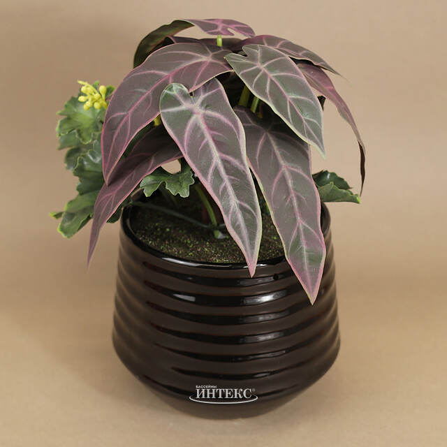 Композиция из искусственных цветов Алоказия Пурпурная 25 см Kaemingk (Кейминг)