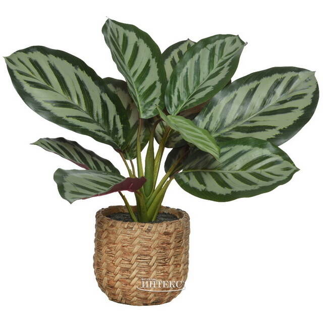 Искусственное растение в горшке Калатея 38 см Kaemingk (Кейминг)