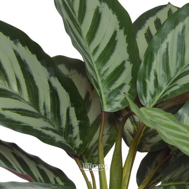 Искусственное растение в горшке Калатея 38 см Kaemingk (Кейминг)