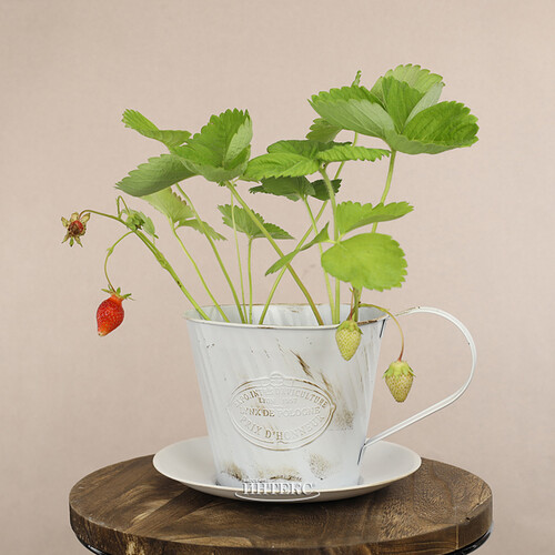 Декоративное кашпо для цветов Чашка Весенний Прованс 23*20 см, металл Kaemingk