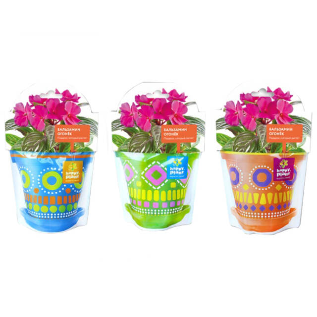 Набор для выращивания Бальзамин огонек Happy Plant (Хэппи Плант)