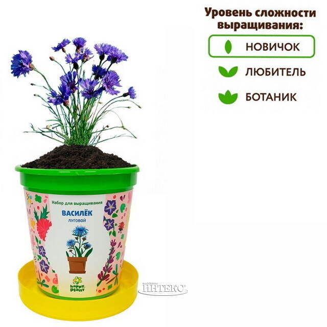 Набор для выращивания Василек Луговой в горшке Happy Plant