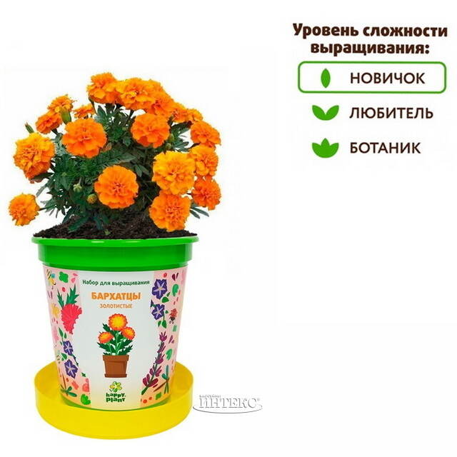 Набор для выращивания Бархатцы Золотистые в горшке Happy Plant (Хэппи Плант)