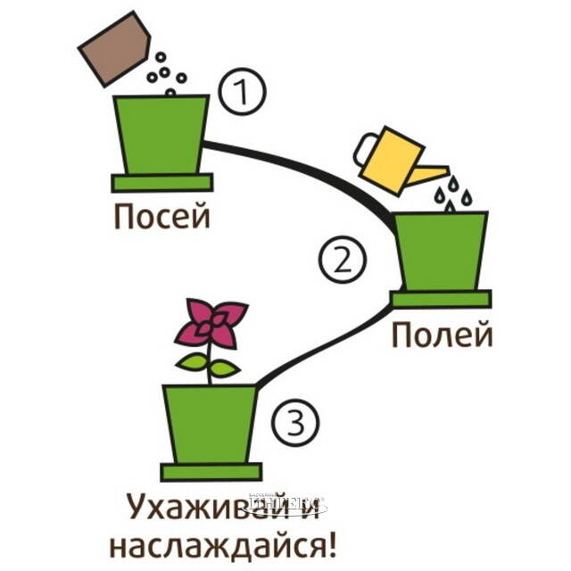 Набор для выращивания Бархатцы Золотистые в горшке Happy Plant (Хэппи Плант)