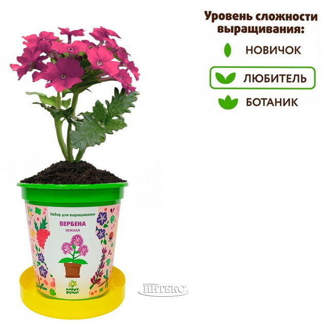 Набор для выращивания Вербена Нежная в горшке Happy Plant
