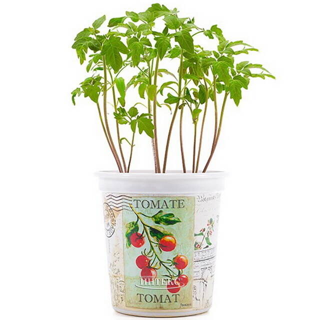 Набор для выращивания Томат Rostokvisa (Ростоквиса)