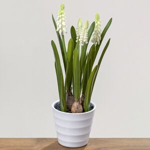 Искусственный цветок в горшке Мускарик Антарктик 28 см (Boltze, Германия). Артикул: 1002265-2