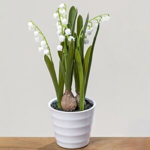 Искусственный цветок в горшке Ландыш Тресамбл 28 см (Boltze, Германия). Артикул: 1002265-1