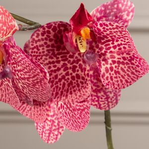 Тигровая искусственная орхидея 37 см Edelman фото 4