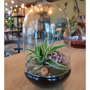 Стеклянная ваза для флорариума и композиций Рододендрон 30*19 см (Edelman, Нидерланды). Артикул: ID65519