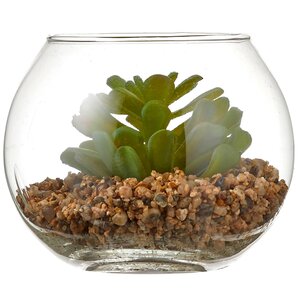 Искусственный флорариум Крассула Сансет 12 см Edelman фото 4