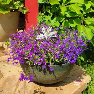 Декоративное кашпо Буджардини 25*12 см, пластик Edelman фото 4