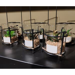 Искусственный флорариум Аптения 11 см Edelman (Эдельман) фото 3